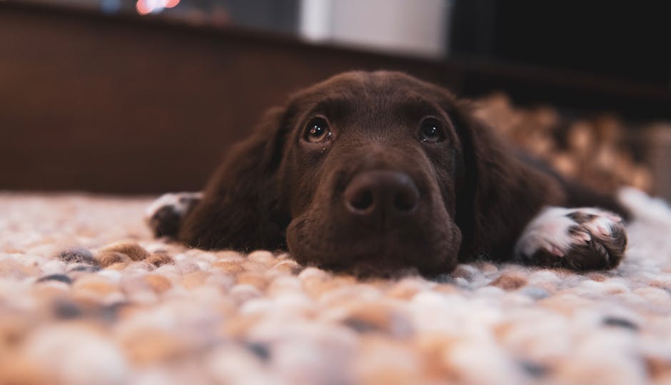 Close-up of a brown puppy with floppy ears lying on a multicolored pebble-textured rug in a room with soft lighting, showcasing a clean and well-maintained carpet. The puppy's front paws are visible, with one paw showing white fur with brown spots. The background includes a dark wooden piece of furniture with a shiny surface, indicating a tidy domestic setting. The scene emphasizes the importance of surface cleaning and hygiene in residential spaces, aligning with pet odour removal and deep cleaning services provided by Marylebone Carpet Cleaners.
